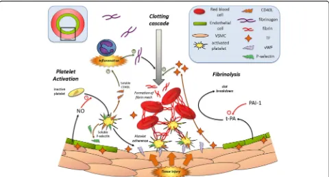 Fig. 2 Processes and components involved in normal haemostasis (these are discussed in more detail in the text)