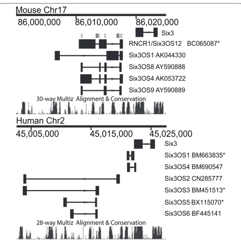 Figure 1 Genomic structure and evolutionary conservation of Six3 and Six3OS. Schematic drawing showing conservation of human andmouse Six3 and Six3OS genomic structure