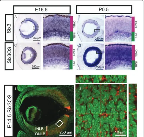 Figure 2 Expression and subcellular localization ofchromogenic ISH forfluorescent Six3OS and Six3 in the developing retina