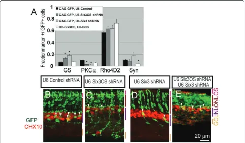 Figure 4 shRNA-mediated knockdown of Six3 and Six3OS in the developing retina alters bipolar cell and Muller glial development