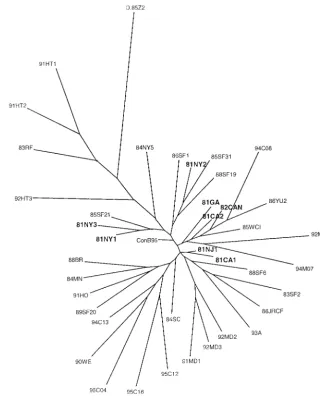 FIG. 1. Maximum-likelihood tree of gp160 sequences, depicting the relationship of the early U.S