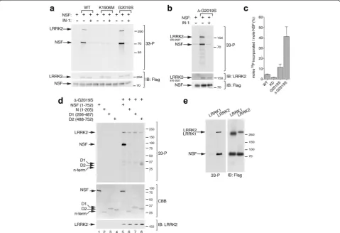 Fig. 3 LRRK2 phosphorylates NSF.NSF.loaded by flag immunoblotting ( a In vitro radioactive kinase assays of 3x-Flag LRRK2 wild-type, K1906M (kinase dead) and G2019S (hyperactive)and flag-NSF purified from HEK293T cells at 1:10 ratio