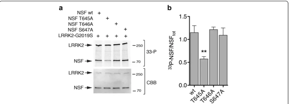 Fig. 4 LRRK2 phosphorylates NSF at T645. a In vitro kinase assays with 3xFlag-LRRK2 G2019S and NSF wild-type or non-phosphorylatable mutantsT645A, T646A and S647A mutants at 1:10 ratio LRRK2:NSF