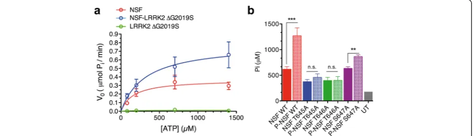 Fig. 5 Phosphorylated NSF exhibits enhanced ATPase activity. a NSF ATPase activity was assessed with a Malachite green assays at 36nM NSF andincreasing concentrations of ATP substrate (up to 1.4 mM) in the presence of NSF alone, NSF pre-phosphorylated by L