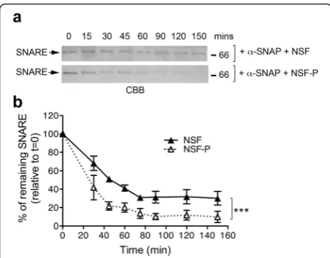 Fig. 6 Phosphorylated NSF exhibits increased rate of SNARE complexexperiments. Time points are relative to t = 0 which was set at100 % (two-way ANOVA with Bonferronidisassembling in vitro