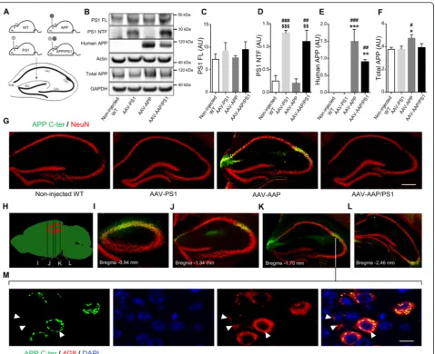 Fig. 1 Stereotactic injection of AAV vectors induces the neuronal expression of human APP and PS1 in the hippocampus of C57BL/6 J mice, 1 monthnon-injected WT mice, AAV-PS1 mice and AAV-APP mice respectively