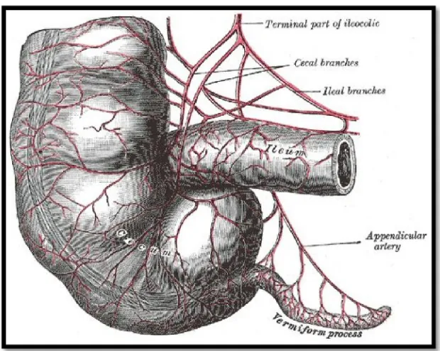 Figure 3. Vascular supply of the appendix