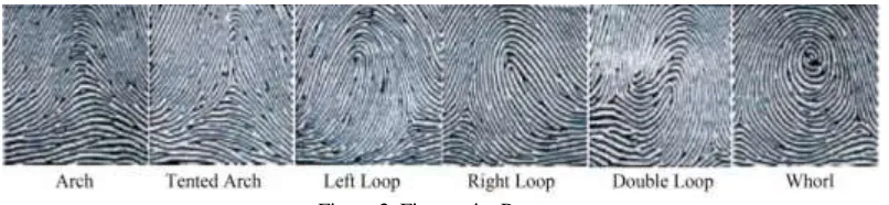 Figure 2. Fingerprint Pattern. 