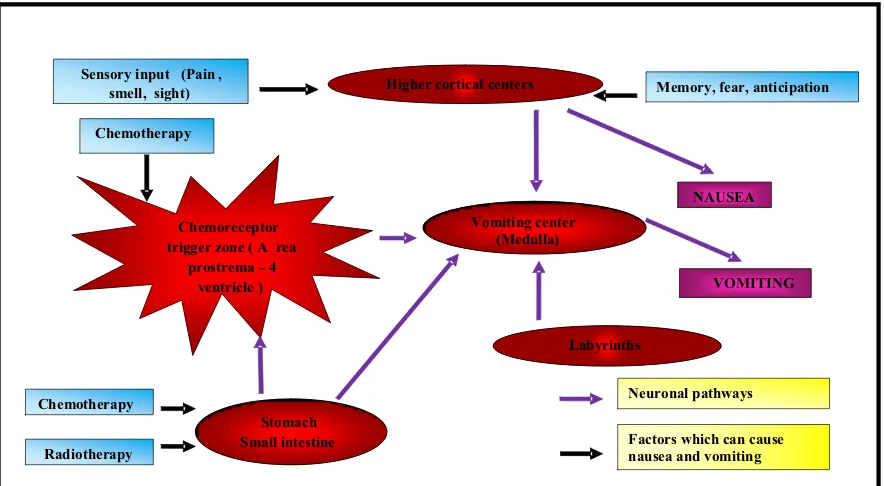 Figure 1.1.2: Neuronal pathways and factors causing CINV 