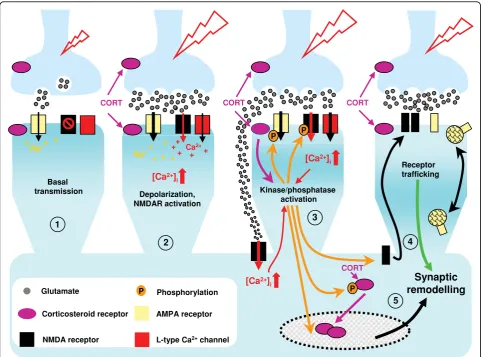 Figure 4 Working model of sequential corticosteroid influences on synaptic physiologyremains inactive under basal conditions, and is activated when a certain transmission threshold is reached.during stress) may lead to activation of ERK1/2 in the presynapt