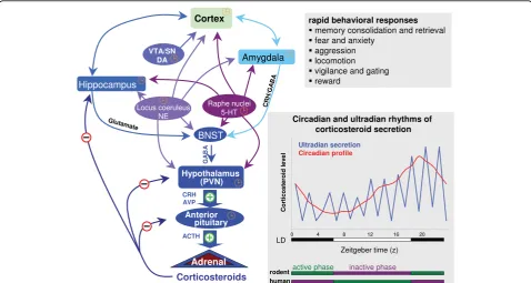 Figure 1 Schematic representation of the hypothalamo-pituitary-adrenal (HPA) axis and its neuronal inputsrepresent sites of corticosteroid negative feedback;Corticosteroids are secreted rhythmically, displaying ultradian and circadian patterns