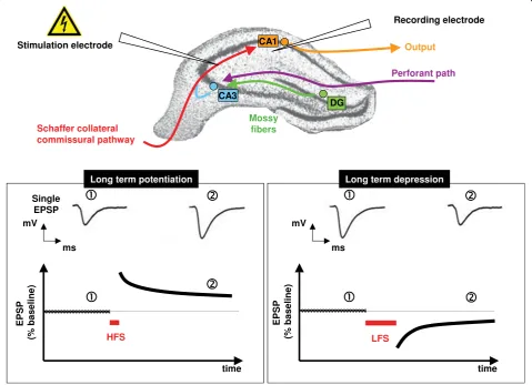 Figure 2 Schematic representation of induction and recording of long-term potentation and long term depression in thehippocampuselectrode placed in the Schaffer collateral-commissural (SCC) pathway and recording from the CA1 subfield.