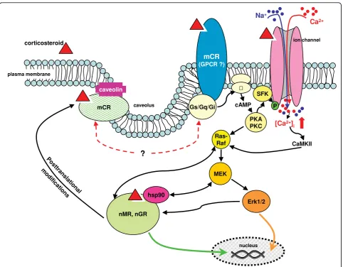 Figure 3 Schematic representation of corticosteroid-triggered multiple tentative rapidly influencing neuronal function