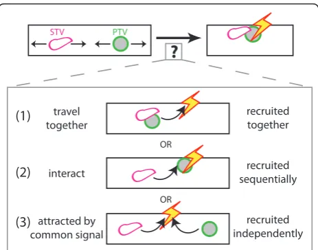 Figure 7 Models for coordination of recruitment of STVs andbe simultaneously attracted to a given site by (1) attraction of STVsand PTVs that are co-transported; (2) sequential recruitment via aphysical interaction between STVs and PTVs; and (3) simultaneo