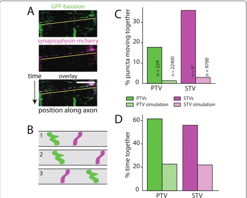 Figure 1 STVs and PTVs move togetherSTVs (synaptophysin-mcherry; magenta) in the same axon