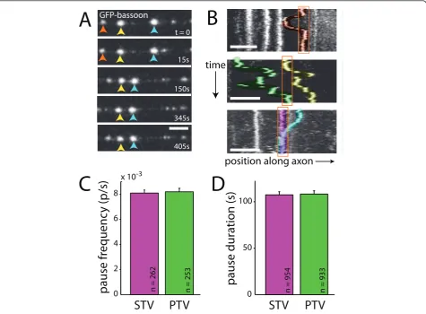 Figure 2 PTV pausing is qualitatively and quantitatively similar to STV pausing. (A) Time-lapse images of PTVs labeled with GFP-bassoon.Individual PTVs are tracked with red, yellow or blue arrows