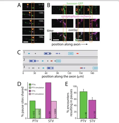 Figure 3 STVs and PTVs pause at the same sites. (A) Time-lapse images of a segment of axon expressing both synaptophysin-mcherry(magenta) and GFP-bassoon (green)