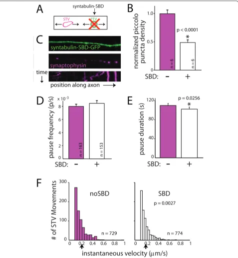Figure 6 A direct interaction between STVs and PTVs cannot account for the attraction of STVs to pause sites that contain PTVsPTV transport was inhibited using dominant-negative syntabulin (syntaxin binding domain, SBD) fused to GFP.and are indicated in th