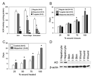 Figure 2. Effect of XOR inhibition on excisional wound-healing rates. (A) XOR activity wason wound healing (n = 5–6 mice/group; P < 0.05 at all wound sizes)