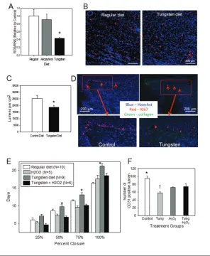Figure 3. Effect of XOR inhibition on wound angiogenesis and proliferation. (A) Effect of tung-with tungsten on wound keratinocyte proliferation