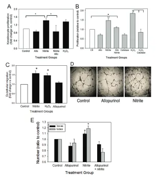 Figure 4. Effect of XOR function on keratinocyte and endothelial cell behavior in vitro