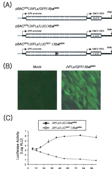 FIG. 8. Expression of foreign genes with JEV cDNA as the vector. (A) Schematic diagram of the pBACSP6to 5663) in the middle of the NS3 gene that determines viral translation at nt 5596 (asterisk)