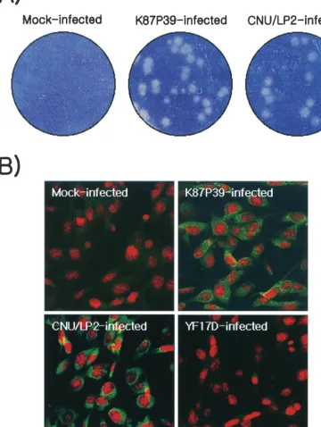 FIG. 1. Comparison of large-plaque-forming JEV isolate CNU/LP2 and original K87P39 strain