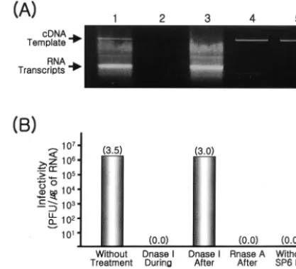 TABLE 2. Speciﬁc infectivity of in vitro RNA transcripts generatedfrom full-length JEV cDNAs and virus titer