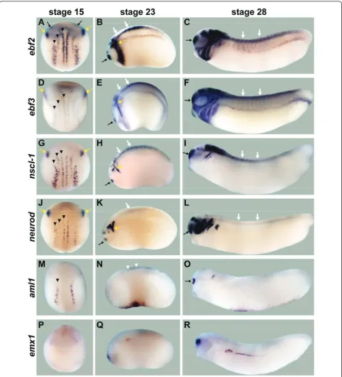 Figure 4 Neuronal expression for ebf genes and transcription factor candidate target genes