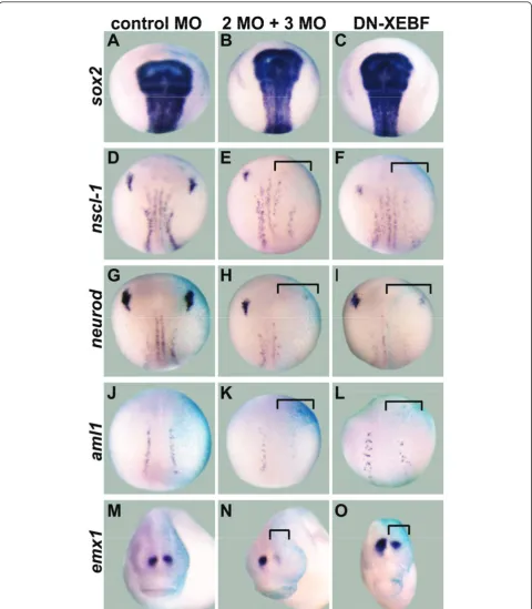 Figure 2 Downregulation of transcription factor candidate target genes after knockdown of EBF2 and EBF3change their expression levels (D,G,J,M)