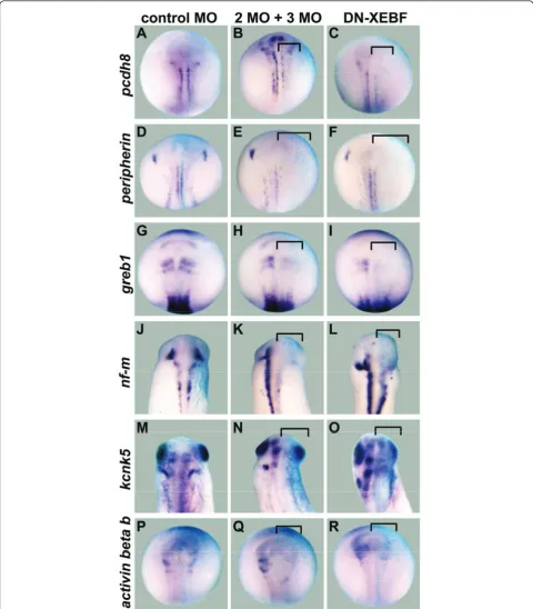 Figure 3 Downregulation of non-transcription factor candidate target genes after knockdown of EBF2 and EBF3