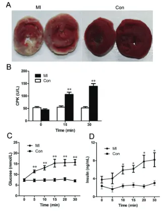 Figure 1. Changes in plasma levels of glucose and insulin in rats after MI. (A) Representa-tive photographs of heart sections stained by 2,3,5-triphenyltetrazolium (TTC)