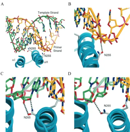 FIG. 3. Interactions formed between the �for the simulation of the N255D and N265D mutations with an RNA template