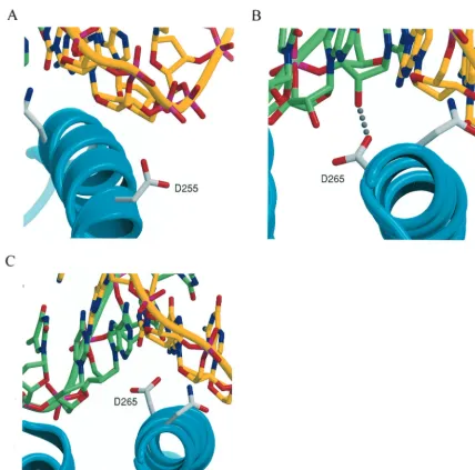 FIG. 4. Molecular modeling of N255D and N265D mutations. (A) A close-up view showing the D255 side chain having lost its contact with theDNA primer backbone due to loss of hydrogen bonding and electrostatic repulsion