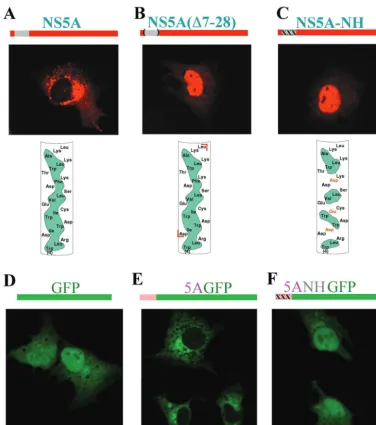 FIG. 1. Disruption of the hydrophobic face of the N-terminal AH of NS5A abolishes the intracellular membrane localization pattern of NS5A.(A) (Top) The region of NS5A found to harbor an AH is shown in gray (above the picture) and in more detail in the bott