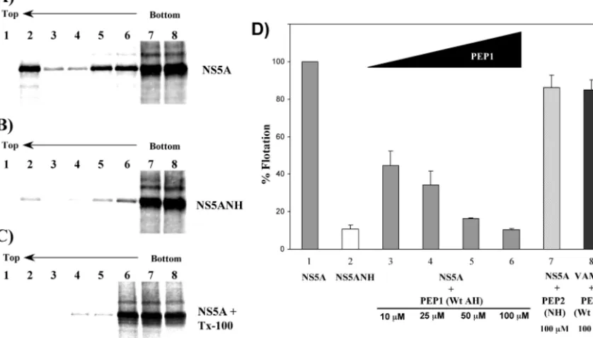 FIG. 5. Pharmacologic disruption of AH-mediated membrane association of NS5A. (A and B) Membrane association of NS5A (containing awild-type AH) (A) and NS5ANH (NS5A with a genetically mutated AH) (B) proteins was analyzed by in vitro membrane ﬂotation assa