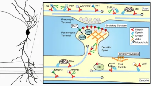 Figure 1Basic organization of synaptic cargo transport in the axon and dendritesulation of the synapse specific membrane composition
