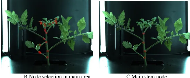 Figure 5. Extraction results of main stem nodes. 