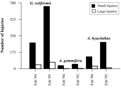 Figure 2.6.  The number of small and large injuries on colonies of G. retiformis, A. 