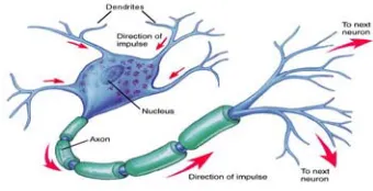 Fig. 2 :A simplified model of a biological neuron 