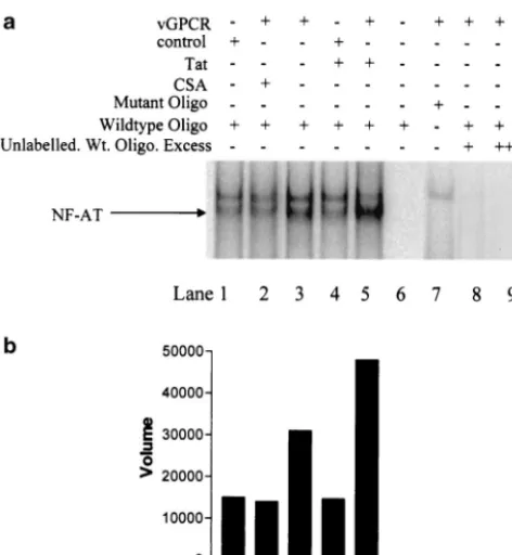 FIG. 8. Induction of NF-AT DNA binding activity in DMVECsexpressing vGPCR. (a) DMVECs were transduced with retrovirus