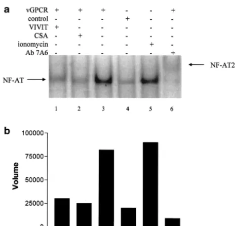 FIG. 2. Enhancement of NF-AT1 DNA binding activity in endo-thelial cells expressing vGPCR