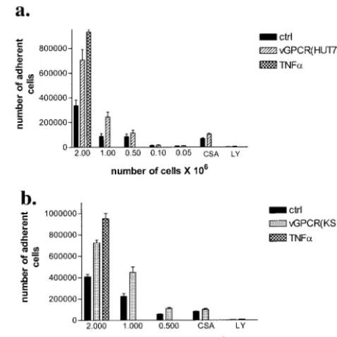 FIG. 6. Expression of vGPCR in HUT 78 T cells results in en-hanced adherence to KS cells