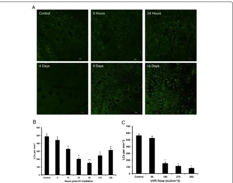 Fig. 5 Langerhans cells (LC) migration kinetics. a The Langerhans cell (LC) migration was quantified by confocal microscopy of CD207 (langerinmarker, Alexa 488-shown in green) stained hairless mouse epidermis measured from 0 h to 14 days after exposure to 