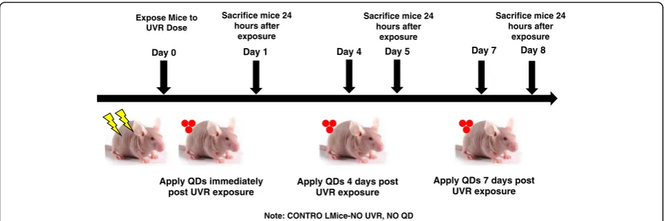 Fig. 1 Schematic of the UV radiation and quantum dot (QD) exposure protocol using C57BL/6 hairless mice