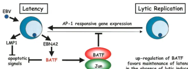 FIG. 9. Proposed function of BATF as a positive modulator of EBV latency and as a deterrent to lytic-cycle entry