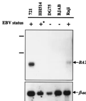 FIG. 1. Expression of BATFas a control (lower panel). The migration of the 18S and 28S rRNA ina total RNA sample resolved in parallel is indicated to the left of theand Methods