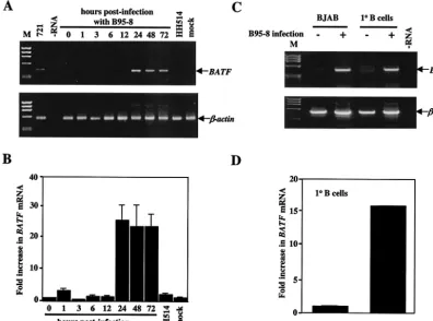 FIG. 2. BATFHaetimes (hours) from BJAB cells infected with B95-8 EBV or transformation-defective HH514 EBV