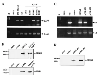 FIG. 4. The BATFpositive controls. A no-RNA reaction (expression and controlwith 10(M) provided a marker for molecular weight