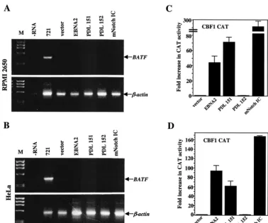 FIG. 6. Induction of BATFD) were transfected as described in Materials and Methods with 5a(A and B) RNA was analyzed by RT-PCR forPCR